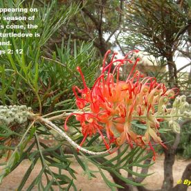 Wild flowers - Western Australia 2010