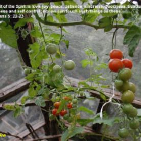Tomatoes growing in a greenhouse in England - 2013